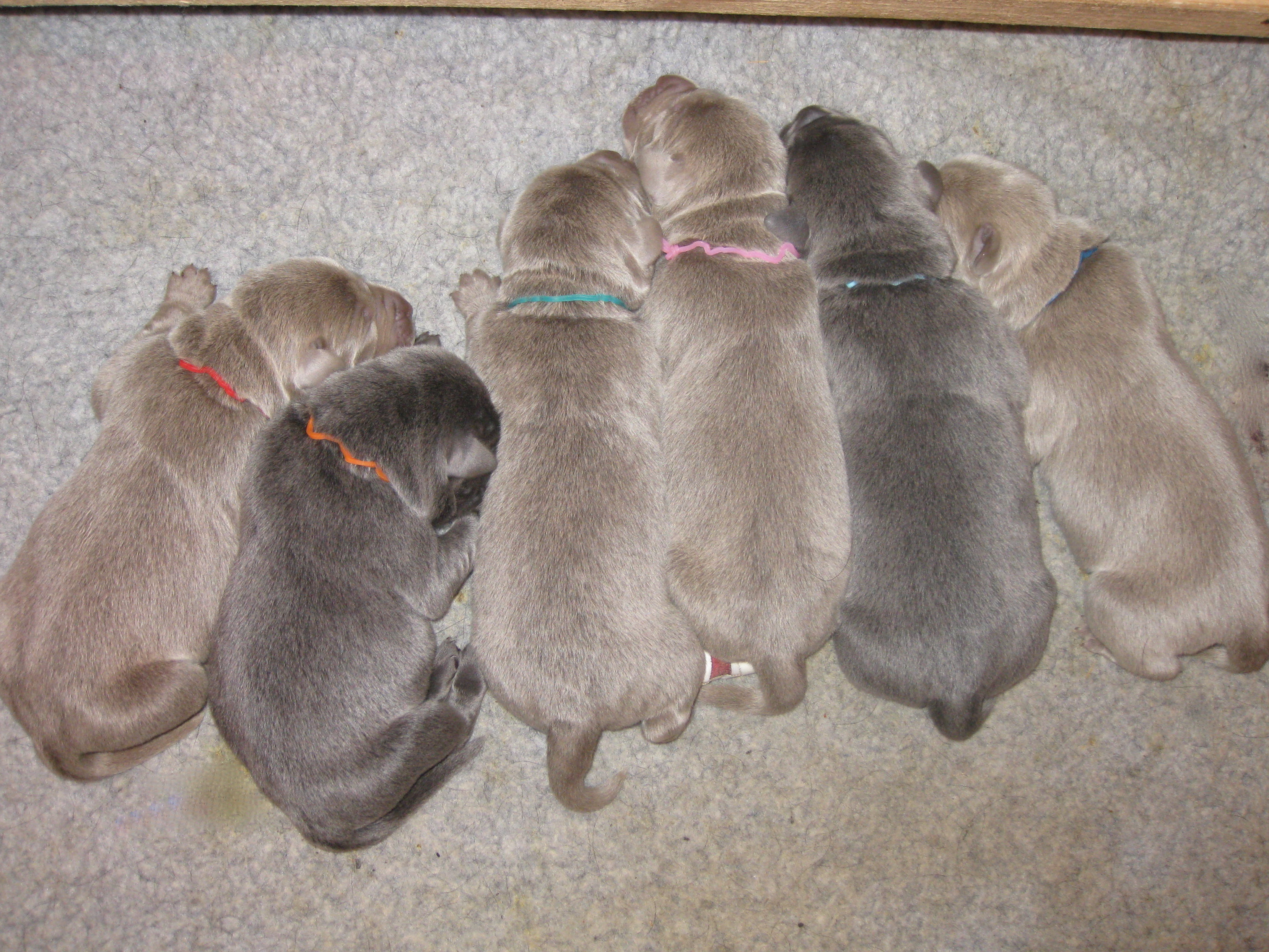 newborn silver lab puppies